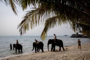 Elephant Kills Spanish Tourist at Thai Sanctuary