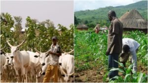 Farmers Raise Alarm Over Incessant Herders' Attacks in Ebonyi