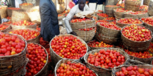 Tomato Farmers Urge FG to Curb Post-Harvest Losses